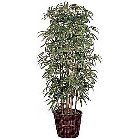 5ft Japanese Bamboo with Natural Stems £76 - Office Furniture