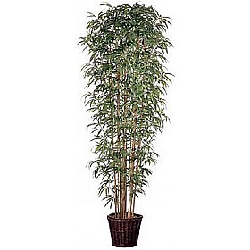 8ft Japanese Bamboo with Natural Stems £129 - Office Furniture