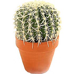 Small Cacti £20 - Office Furniture