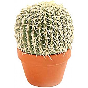 Medium Cacti £22 - Office Furniture