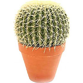 Large Cacti £31 - Office Furniture