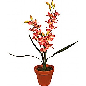 Deep Pink Triple Stem Orchid Cymbidium £31 - Office Furniture