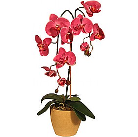 Orchid Phalaenopsis in Pot - 2 Stems &pound;31 - Office Furniture
