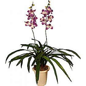 Deep Purple/White Double Stem Orchid £27 - Office Furniture
