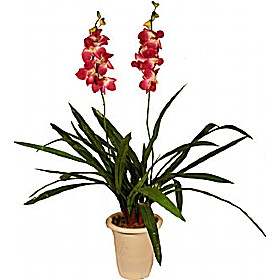 Deep Pink/White Double Stem Orchid &pound;27 - Office Furniture