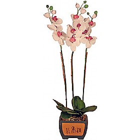 Orchid Phalaenopsis in Ceramic Pot - 3 Stems £31 - Office Furniture