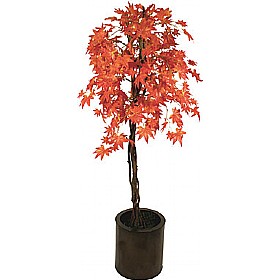 5ft Red Japanese Maple with Natural Stem &pound;53 - Office Furniture