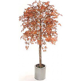 6ft Japanese Maple &pound;76 - Office Furniture