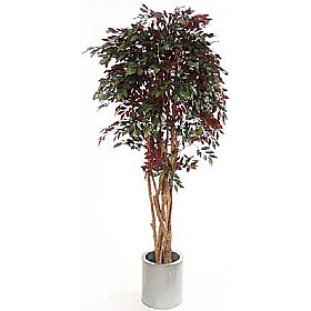 7ft Capensia Liana with Natural Stem £93 - Office Furniture