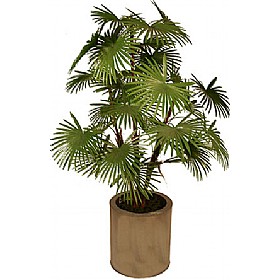 4ft Rhapis Fortunei Palm Tree &pound;45 - Office Furniture