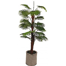 5ft Rhapis Excelsa Palm Tree £53 - Office Furniture