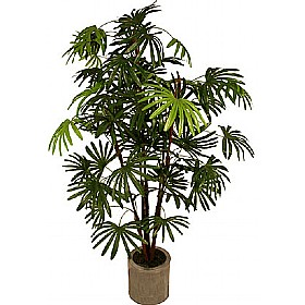 5ft Rhapis Excelsa Palm Tree £53 - Office Furniture