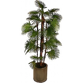 5ft Rhapis Fortunei Palm Tree £53 - Office Furniture