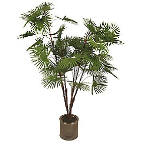 5ft Palm Tree &pound;53 - Office Furniture
