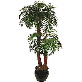 5.5ft Phoenix Palm &pound;76 - Office Furniture