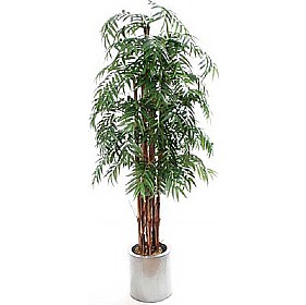 7ft Phoenix Palm £142 - Office Furniture