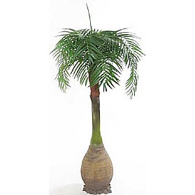 7.5ft Phoenix Palm &pound;182 - Office Furniture