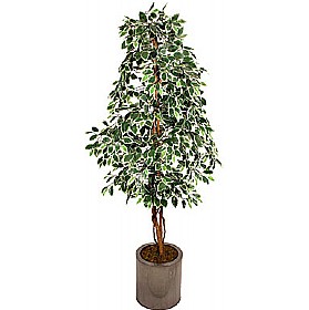 6ft Ficus Nitida with Natural Stem - Variegated &pound;58 - Office Furniture