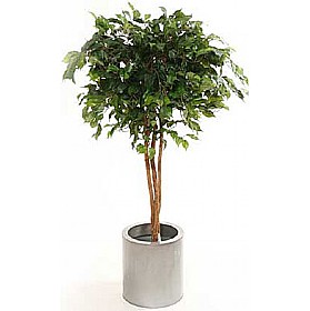 4ft Ficus Natasja with Natural Stem £53 - Office Furniture