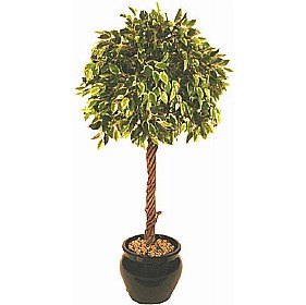 5ft Variegated Ficus Exotica with Twisted Natural Stem £71 - Office Furniture