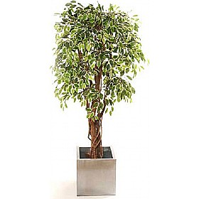 6ft Variegated Ficus with Natural Stem £85 - Office Furniture