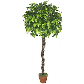 5ft Ficus Exotica with Twisted Natural Stem £58 - Office Furniture