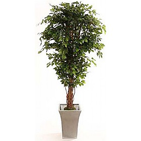 6ft Hawaiian Ficus with Natural Stem &pound;76 - Office Furniture