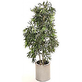 5ft Ficus Longifolia Alii £76 - Office Furniture