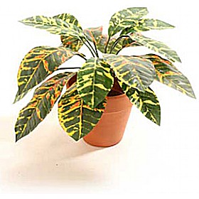 Croton Plant £13 - Office Furniture