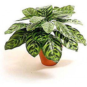 Peacock Plant £16 - Office Furniture