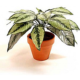 Dieffenbachia Plant &pound;16 - Office Furniture
