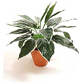 Hosta Plant £14 - Office Furniture