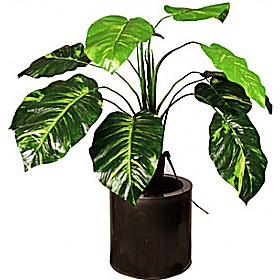 2ft Pothos £22 - Office Furniture