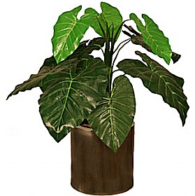 2ft Taro Plant £22 - Office Furniture