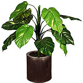 2ft Pothos £22 - Office Furniture