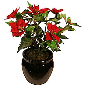 60cm Poinsetta Plant - Red £27 - Office Furniture