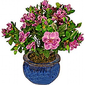 1.5ft Azalea - Purple &pound;31 - Office Furniture