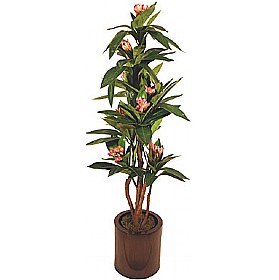 5ft Plumeria (Frangipani) - Pink and White £67 - Office Furniture
