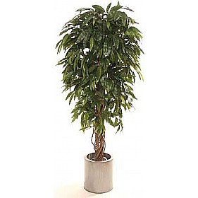 6ft Mango Tree with Natural Stem £111 - Office Furniture