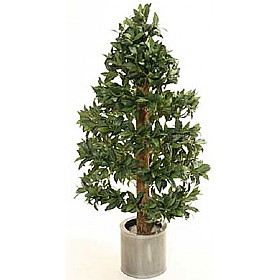4ft Bay Laurel Spiral With Natural Stem £62 - Office Furniture