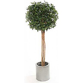 4ft Single Ball Bay Laurel Topiary with Natural Stem &pound;76 - Office Furniture