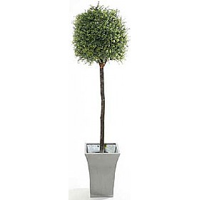 5ft Tea Tree Topiary with Natural Stem £85 - Office Furniture
