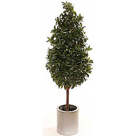 5ft Bay Laurel Pyramid with Natural Stem &pound;93 - Office Furniture