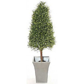 4ft Tea Tree Topiary Pyramid with Natural Stem &pound;93 - Office Furniture