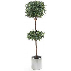 6ft Bay Laurel Topiary with Natural Stem £71 - Office Furniture
