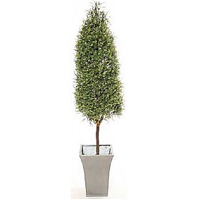 5ft Tea Tree Topiary Pyramid with Natural Stem £111 - Office Furniture