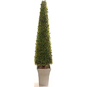 6ft Pyramidal Boxwood Tower &pound;116 - Office Furniture