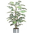 5ft Japanese Bamboo Palm