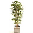 7ft Japanese Bamboo