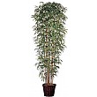 8ft Japanese Bamboo with Natural Stems